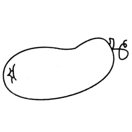 冬瓜简笔画教程