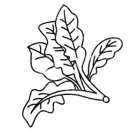 菠菜简笔画图片大全
