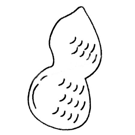 花生简笔画的画法