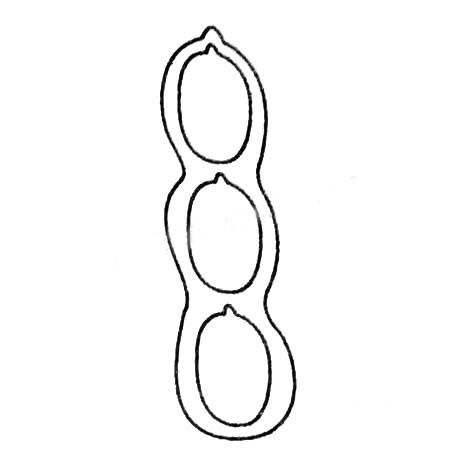 花生简笔画的画法