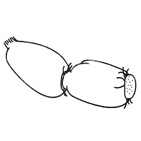 莲藕简笔画图片大全