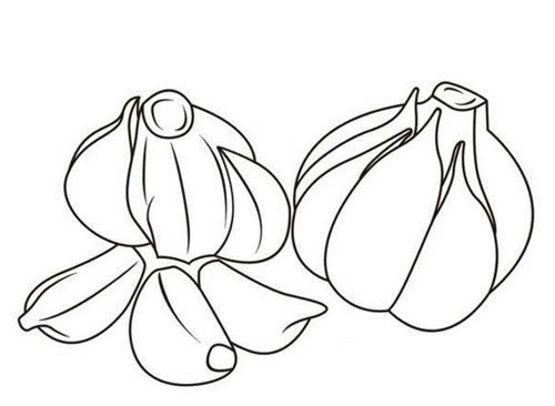 一组大蒜简笔画大全(大蒜简笔画涂色)
