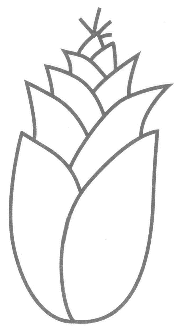 竹笋简笔画分解步骤(竹笋简笔画分解步骤图片)