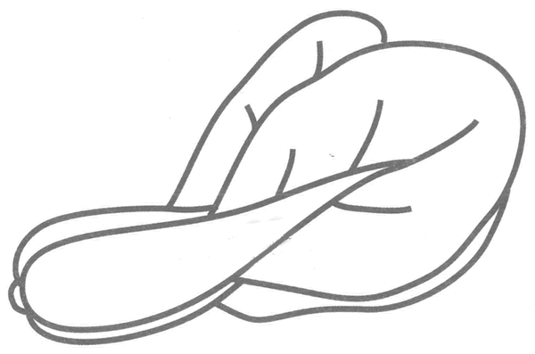 油菜简笔画分解步骤(油菜怎么画图片?)