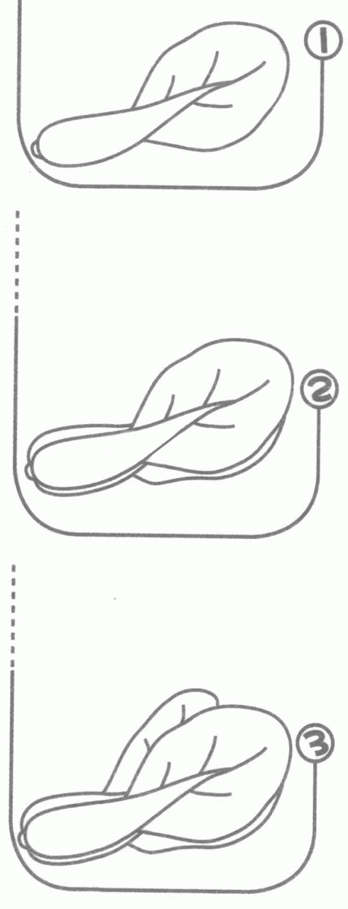 油菜简笔画分解步骤