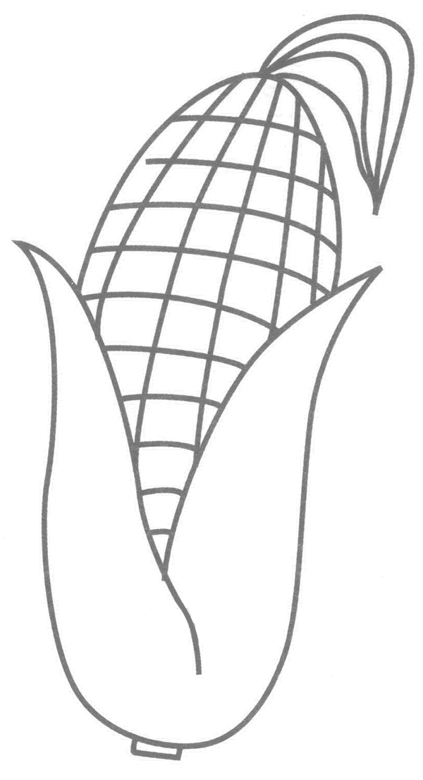 玉米简笔画分解步骤(玉米简笔画 步骤)