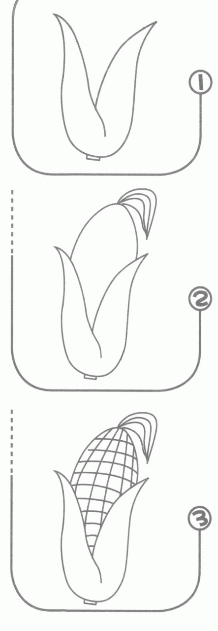 玉米简笔画分解步骤