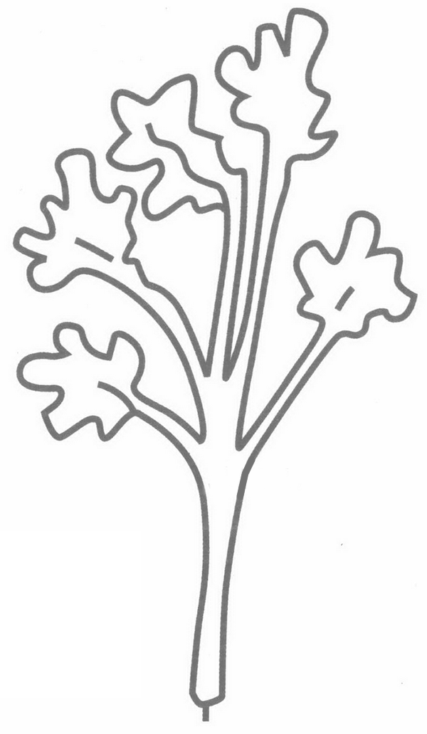 香菜简笔画分解步骤(香菜简易画)