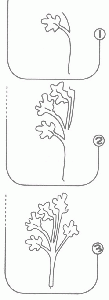 香菜简笔画分解步骤