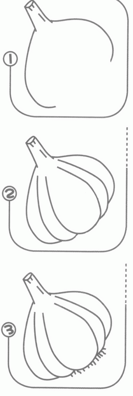 大蒜头笔画分解步骤