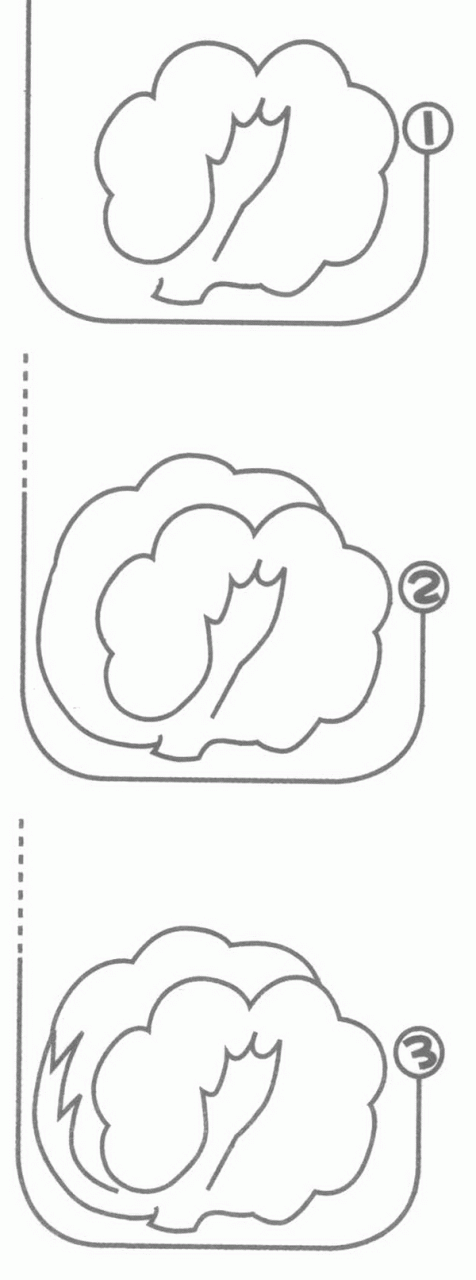 卷心菜简笔画分解步骤