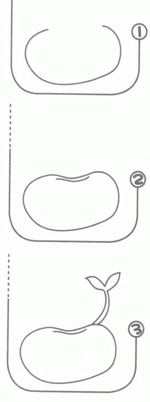 豆芽简笔画步骤