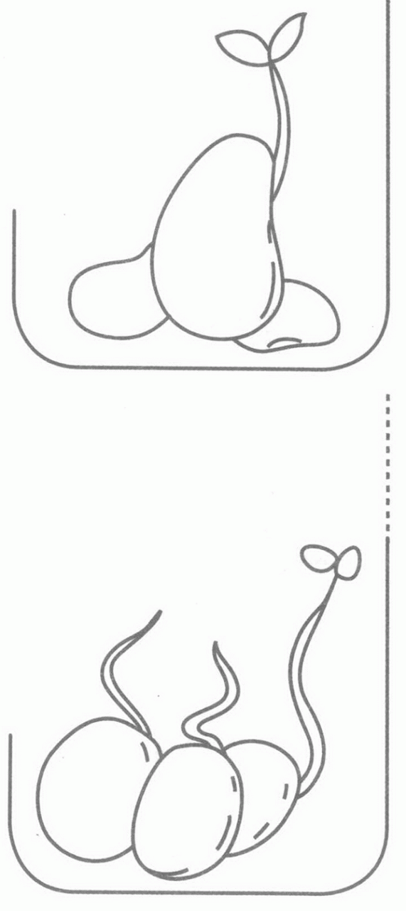 豆芽简笔画步骤