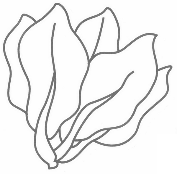 菠菜简笔画分解步骤(菠菜的简笔画怎么画最简单的)