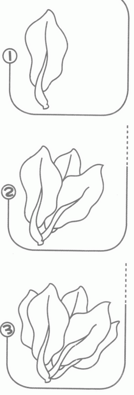 菠菜简笔画分解步骤