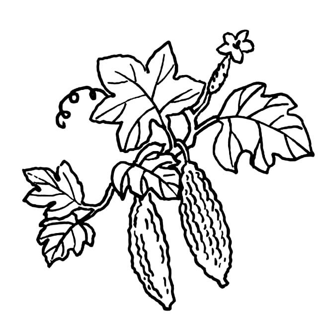 挂在藤上的苦瓜简笔画(苦瓜藤上结苦瓜是什么意思)