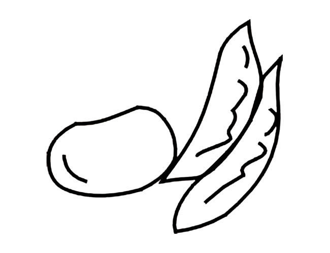 关于蚕豆的计简笔画(蚕豆的简笔画图片大全)