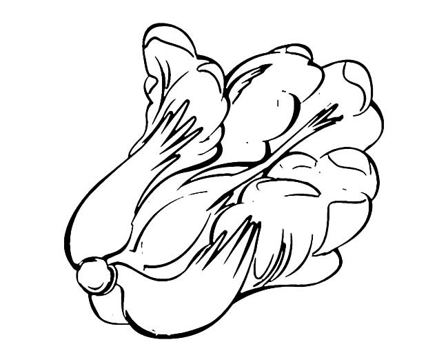 关于大白菜的简笔画(大白菜简笔画彩色 可爱)