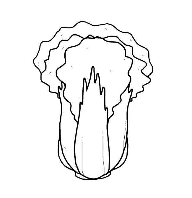 白菜儿童简笔画(白菜儿童简笔画图片大全)