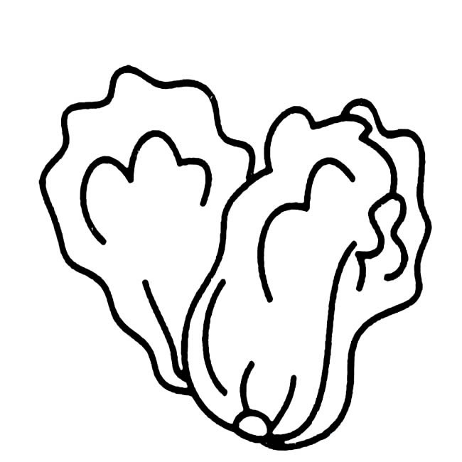 两颗白菜简笔画(两颗白菜图片)