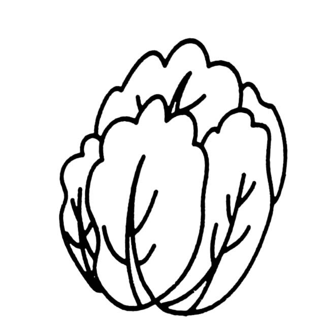 白菜简笔画(儿童画白菜简笔画)