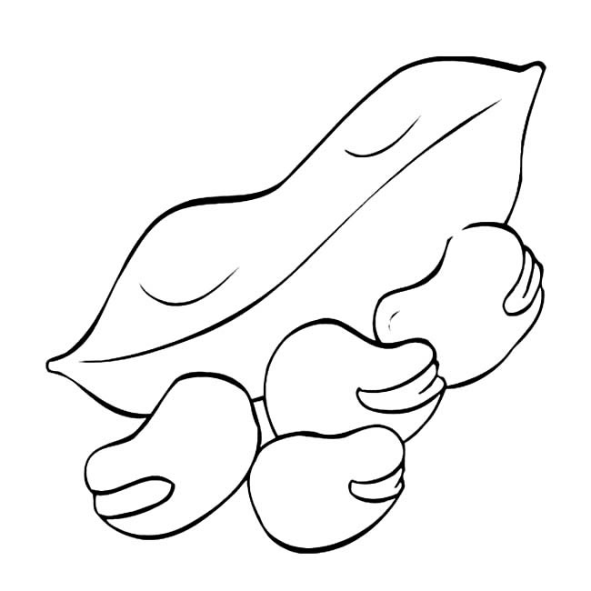 蚕豆简笔画(蚕豆简笔画)