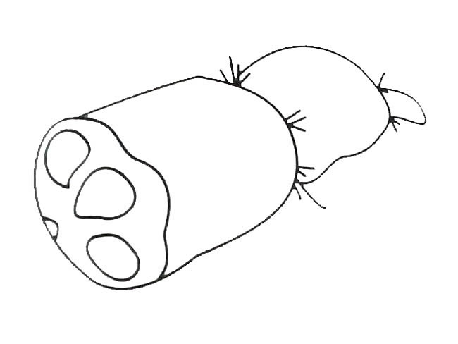 简单的莲藕儿童画(简单的莲藕儿童画图片大全)