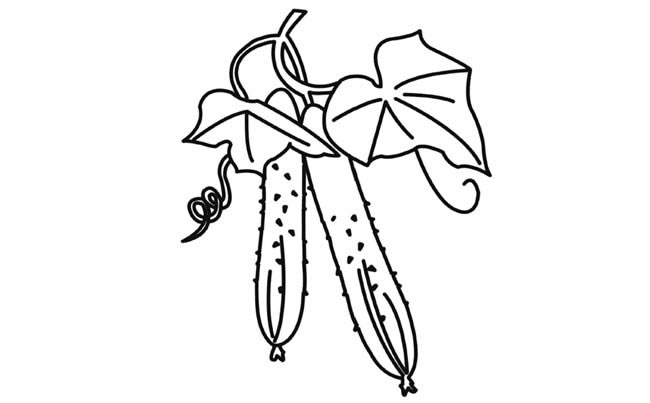 绿色的黄瓜简笔画(绿色的黄瓜简笔画怎么画)