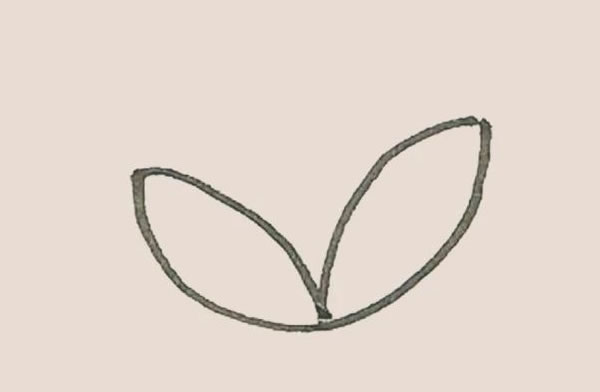 马蹄莲简笔画步骤(马蹄莲简易画法)