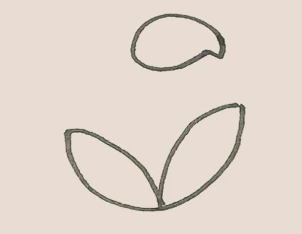 马蹄莲简笔画步骤