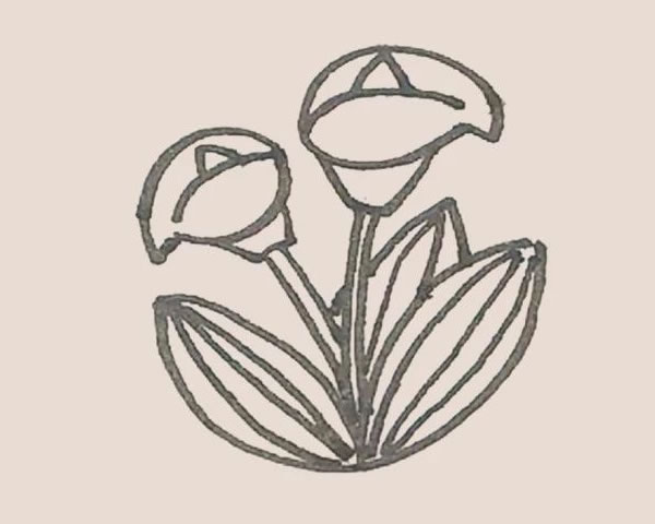 马蹄莲简笔画步骤