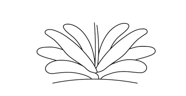 漂亮的君子兰简笔画