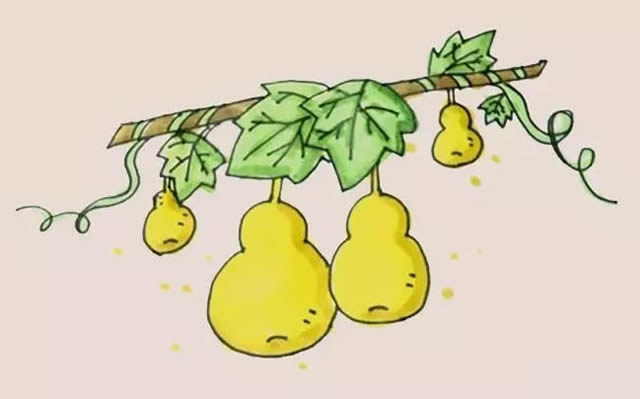 挂在藤上的葫芦简笔画