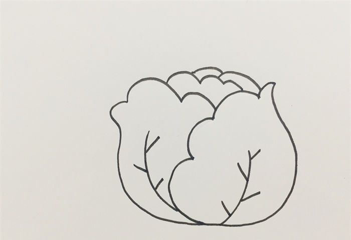 卷心菜怎么画
