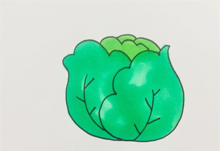卷心菜怎么画